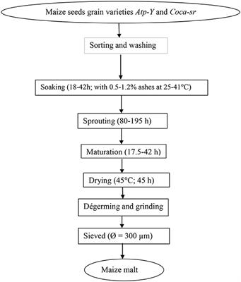 Effect of variety and malting conditions on proteolytic activity, free amino nitrogen, and soluble protein contents of two maize varieties (Atp-Y and Coca-sr): amylolytic activity and physico-chemical and functional properties of optimal sample